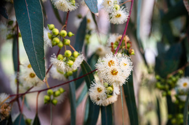 25 RED FOREST GUM Tree Eucalyptus Tereticornis Blue Grey Mountain Flower Seeds
